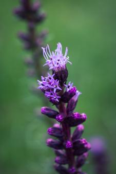 Free Stock Photo of Liatris Spicata