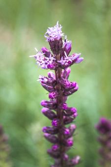 Free Stock Photo of Liatris Spicata