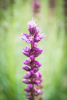 Free Stock Photo of Liatris Spicata