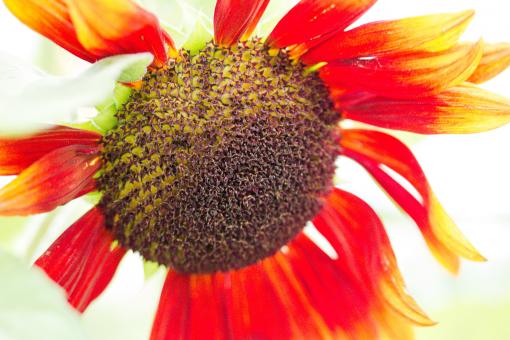 Free Stock Photo of Sunflower Field