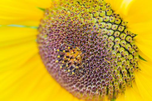 Free Stock Photo of Sunflower Field