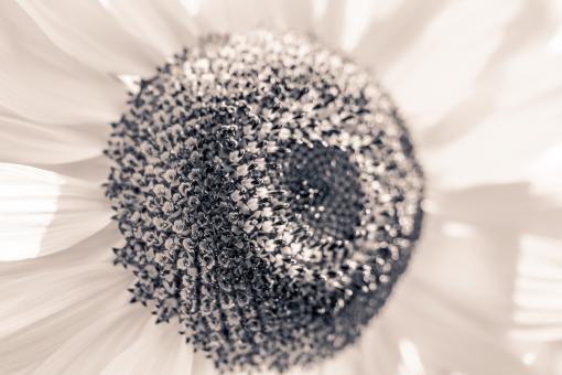 Free Stock Photo of Sun Flower
