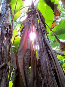 Free Stock Photo of Banana Shrub