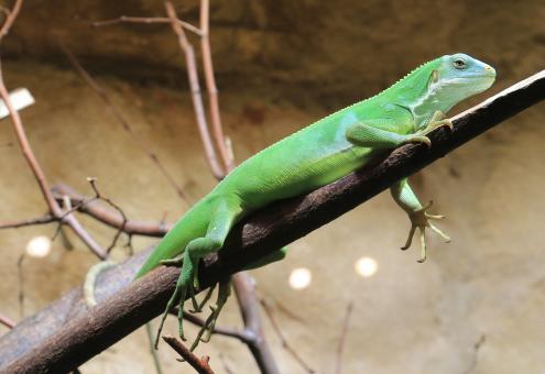 Free Stock Photo of Green Iguana