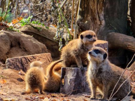 Free Stock Photo of Wild Meerkats