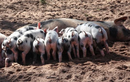 Free Stock Photo of Pig Feed