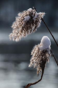 Free Stock Photo of Frozen Reed