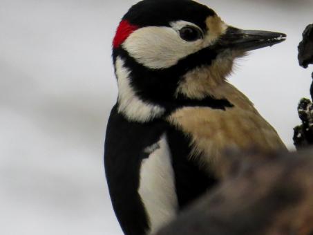 Free Stock Photo of Wild Bird