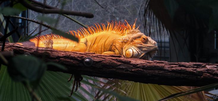 Free Stock Photo of Wild Iguana