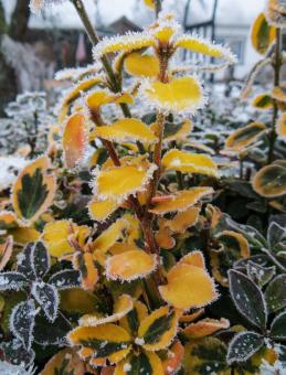 Free Stock Photo of Frozen Plant