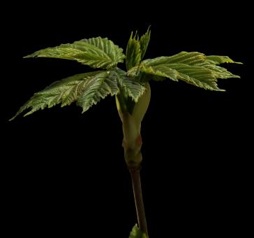 Free Stock Photo of Fresh Plant
