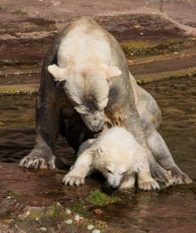 Free Stock Photo of Polar Bears