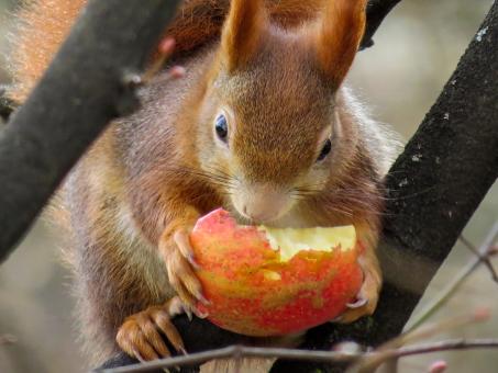 Free Stock Photo of Squirrel Eating