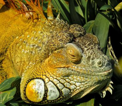 Free Stock Photo of Iguana in the Jungle