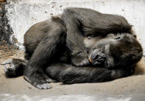 Free Stock Photo of Gorilla in the Zoo