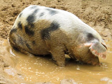Free Stock Photo of Pig in the Farm