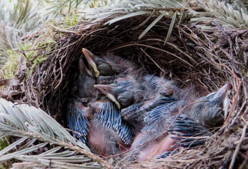 Free Stock Photo of Bird Nest