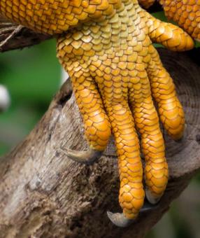 Free Stock Photo of Iguana Claws