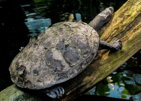 Free Stock Photo of Turtle on the Wood