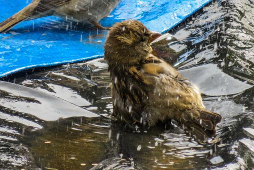 Free Stock Photo of Bird in the Water