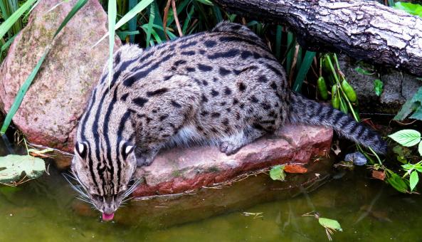 Free Stock Photo of Cat Drinking Water