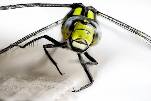 Free Stock Photo of Fly Closeup