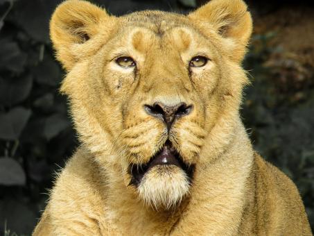 Free Stock Photo of Lion in the Zoo