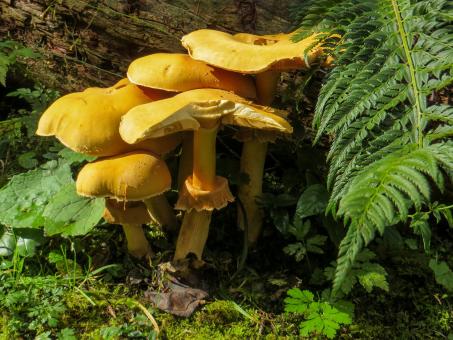 Free Stock Photo of Mushrooms in the Garden