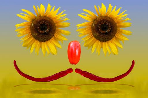 Free Stock Photo of Blooming Sunflower