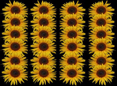 Free Stock Photo of Fresh Sunflowers