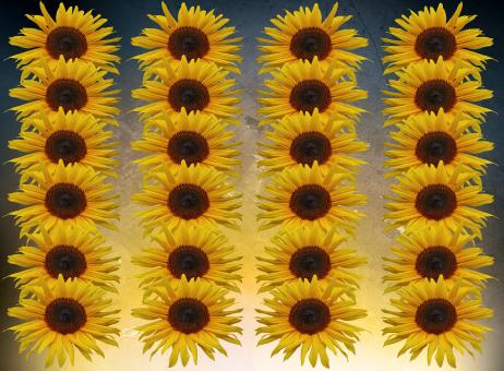 Free Stock Photo of Fresh Sunflowers