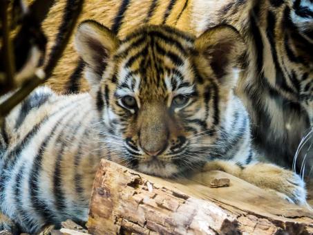 Free Stock Photo of Tiger Cub