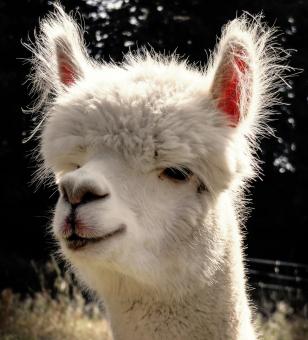 Free Stock Photo of White Alpaca