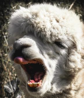 Free Stock Photo of White Alpaca