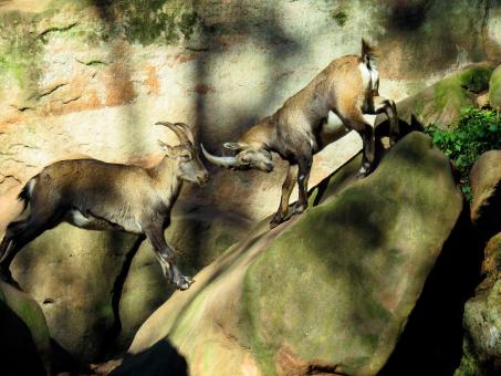 Free Stock Photo of Wild Sheep Fight