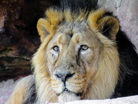 Free Stock Photo of King of the Jungle