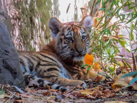 Free Stock Photo of Bengal Tiger