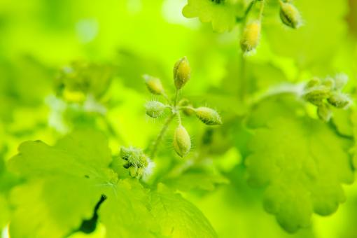 Free Stock Photo of spring leaves