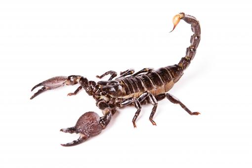 Free Stock Photo of scorpion