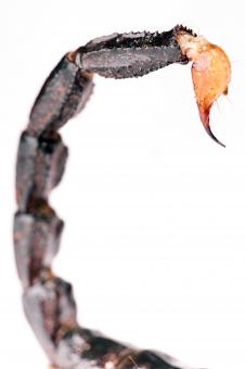 Free Stock Photo of Scorpion tail