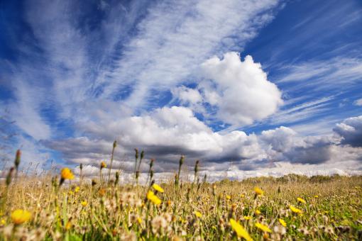 Free Stock Photo of dandelion field