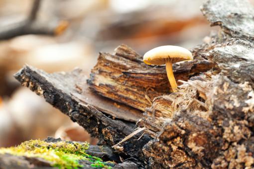Free Stock Photo of mushroom