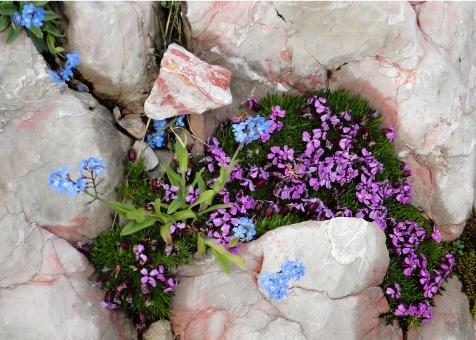 Free Stock Photo of Flowers on the Mountain
