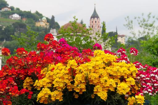 Free Stock Photo of Fresh Flowers in the Garden
