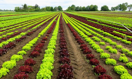 Free Stock Photo of Cash Crop