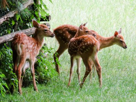 Free Stock Photo of Roe Deer