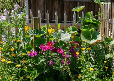 Free Stock Photo of Flower Garden