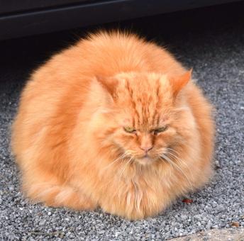 Free Stock Photo of Brown Cat