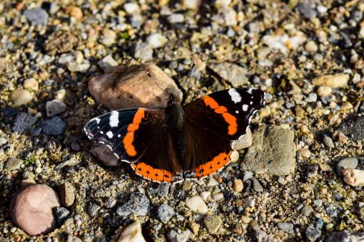 Free Stock Photo of Wild Butterfly
