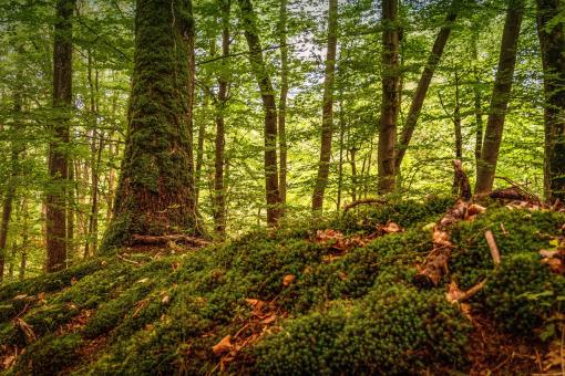 Free Stock Photo of Into the Woods